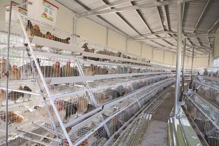 不走寻常路！他返乡深耕“稀罕养殖”红火日子看得见