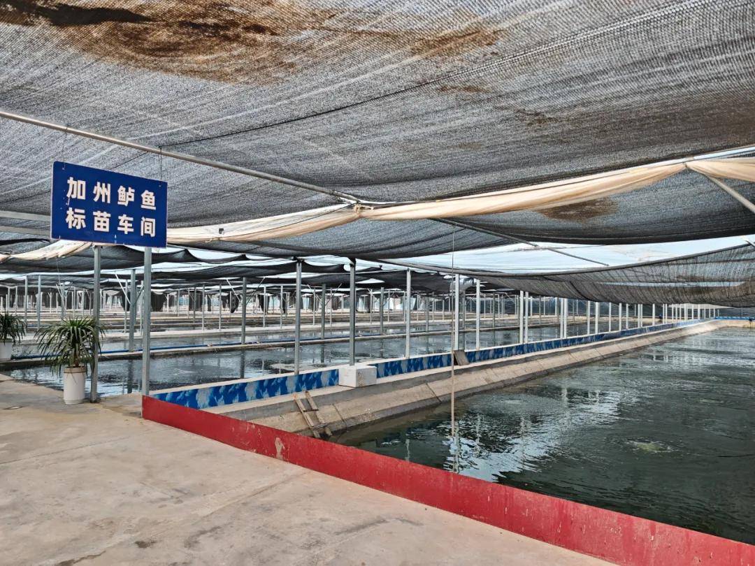 泽普县特色水产养殖迎丰收：加州鲈鱼热销 澳洲淡水龙虾自主育苗